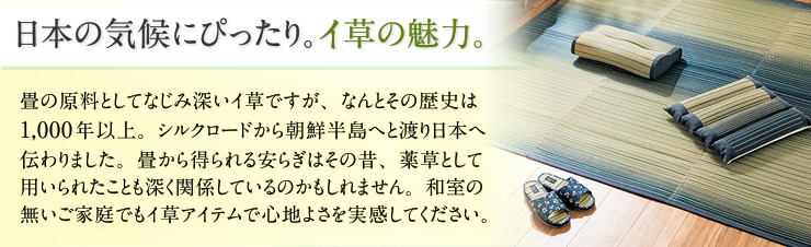 日本の気候にピッタリ。イ草の魅力。 畳の原料としてなじみ深いイ草ですが、なんとその歴史は1,000年以上。シルクロードから朝鮮半島へと渡り日本へ伝わりました。畳から得られる安らぎはその昔、薬草として用いられたことも深く関係しているのかもしれません。和室の無いご家庭でもイ草アイテムで心地よさを実感してください。
